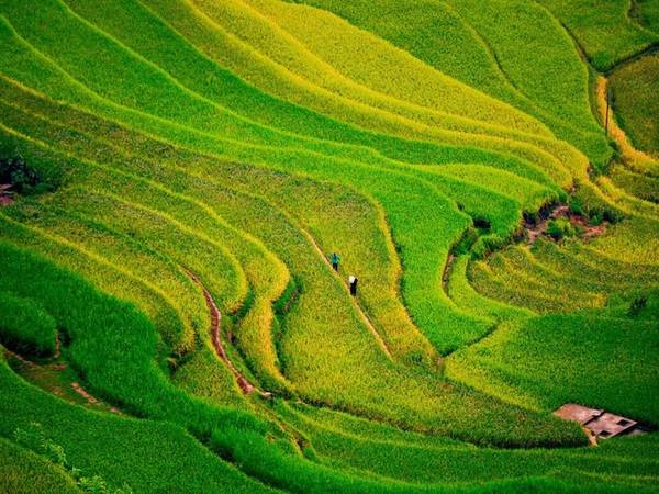 Hà Giang Trong khi tháng 10 vào mùa tam giác mạch, lượng khách đến Hà Giang rất đông, bạn có thể chọn tới đây vào tháng 9 khi các thửa ruộng bắt đầu chuyển sắc. Trong đó, Hoàng Su Phì là nơi chụp ảnh yêu thích của các tay máy chuyên nghiệp. Ruộng bậc thang ở đây được công nhận là di sản cấp quốc gia năm 2012. Năm nay lúa dự kiến sẽ chín từ cuối tháng 9. Ảnh: Nguyễn Hương Giang.