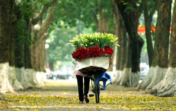 Hà Nội Sấu chín, hương thơm hoa sữa, hoàng lan là tín hiệu báo Hà Nội vào thu. Đây được coi là mùa đẹp nhất trong năm ở Hà Nội, khi nắng bớt gay gắt, trời dịu mát và nhiều món quà vặt như cốm, chả rươi, sấu dầm... Ảnh: Giang Trịnh.
