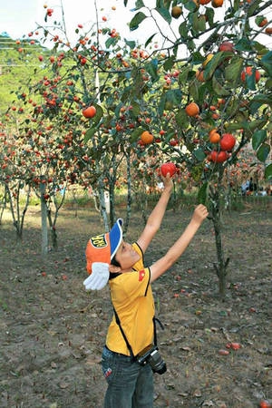 Lâm Đồng Thời điểm này những cơn mưa dai dẳng ở Đà Lạt bắt đầu dịu lại, dấu hiệu cho mùa khô bắt đầu, thời điểm lý tưởng để khám phá thành phố cao nguyên. Đến đây vào tháng 9, bạn không nên bỏ qua cơ hội vào tham quan vườn hồng đang trong mùa quả ngọt, gần khu vực Dinh III Bảo Đại. Hồng giòn là đặc sản của Đà Lạt, ngoài quả tươi, bạn cũng có thể mua mứt hồng về làm quà. Ảnh: Cao Ngọc Cảnh.