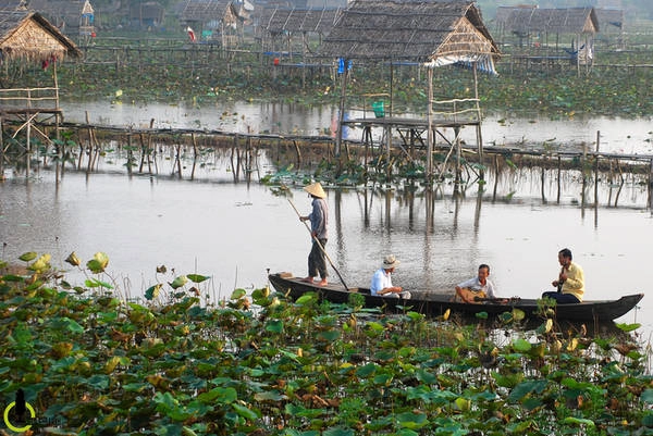 Đồng Tháp Bước vào mùa nước nổi, các loài sen, súng đua nhau phát triển, bừng nở khiến du khách kéo về vùng Đồng Tháp Mười, trong đó có Đồng Tháp. Một trong các địa điểm ngắm sen nổi tiếng là xã Mỹ Hòa, huyện Tháp Mười, cách TP Cao Lãnh khoảng 35 km. Tại Đồng Tháp còn có chùa Phước Kiển với lá sen lớn như nong tằm và to nhất cũng vào mùa này. Ảnh: Nam Chấy.