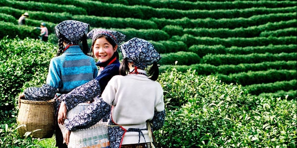 Nơi đây được coi là nơi có loại trà ngon nhất Trung Quốc - trà Long Tỉnh. Ảnh: en.gotohz.com Nơi đây được coi là nơi có loại trà ngon nhất Trung Quốc - trà Long Tỉnh. Ảnh: en.gotohz.com