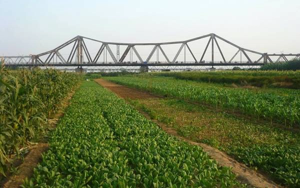  Bãi giữa sông Hồng dưới chân cầu Long Biên. Ảnh: Phúc Hưng.