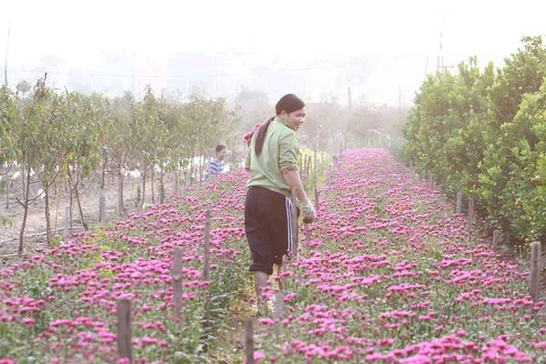  Một góc Làng hoa Quảng Bá. Ảnh: Hiếu Công.