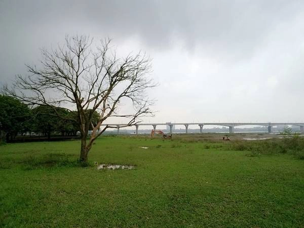 Vườn nhãn dưới chân cầu Vĩnh Tuy. Ảnh: Hiếu Công.