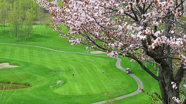 Thị trấn Niseko, Hokkaido: Một trong hai sân golf ở Niseko do golf thủ huyền thoại Arnold Palmer thiết kế, có hàng cây anh đào dọc theo con đường gần cổng. Góc nhìn tuyệt đẹp về phía ngọn núi thiêng Yotei khiến trải nghiệm thêm độc đáo. Thời điểm lý tưởng để ngắm hoa nở tại Niseko là giữa tháng 5.