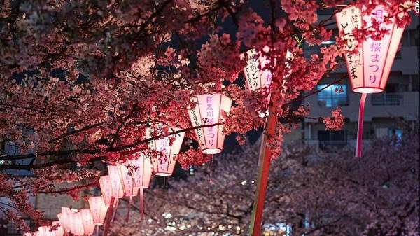 Sông Meguro, Tokyo: Những cây anh đào bên dòng sông Meguro ở quận Nakameguro mang lại vẻ đẹp cho cảnh quan. Trong mùa hoa anh đào, các gian hàng được dựng lên tại đây, bán đồ ăn, bia, rượu vang.