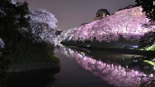 Công viên Ueno, Tokyo: Một trong những điểm ngắm hoa anh đào nổi tiếng nhất ở Tokyo là công viên Ueno với hàng nghìn cây anh đào, được trang trí đèn lồng. Vì vậy nơi đây thu hút lượng du khách rất lớn.