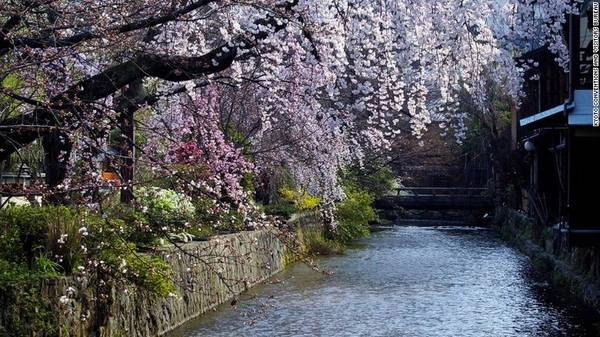 Quận Gion, Kyoto: Du khách có thể tìm được những điểm ngắm hoa anh đào tuyệt đẹp tại quận Gion. Những chùm hoa nhẹ nhàng rủ xuống dòng sông Shirakawa rồi trôi theo dòng nước hiền hòa. Ngoài ra, cố đô Kyoto còn sở hữu 17 Di sản Thế giới do UNESCO công nhận và hơn 1.600 ngôi đền, khiến nơi đây trở thành điểm ngắm hoa anh đào phổ biến nhất với du khách.