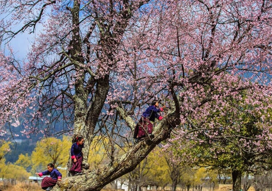 Cảnh thanh bình đất nước Bhutan. Ảnh: Nguyễn Thanh Hải Cảnh thanh bình đất nước Bhutan. Ảnh: Nguyễn Thanh Hải