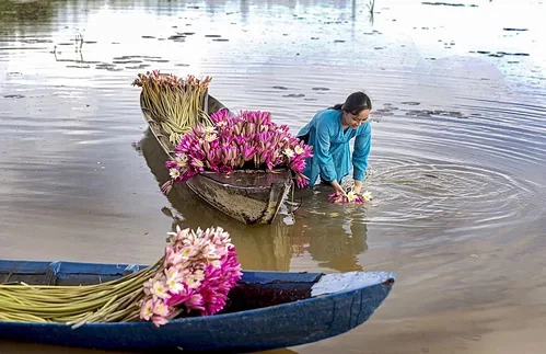 Mùa hoa súng ở Long An. Ảnh: Vũ Tường Chiểu.