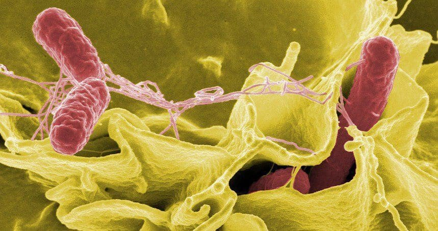 vi khuẩn Salmonella