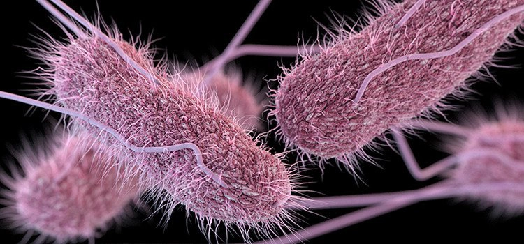 Vi khuẩn salmonella