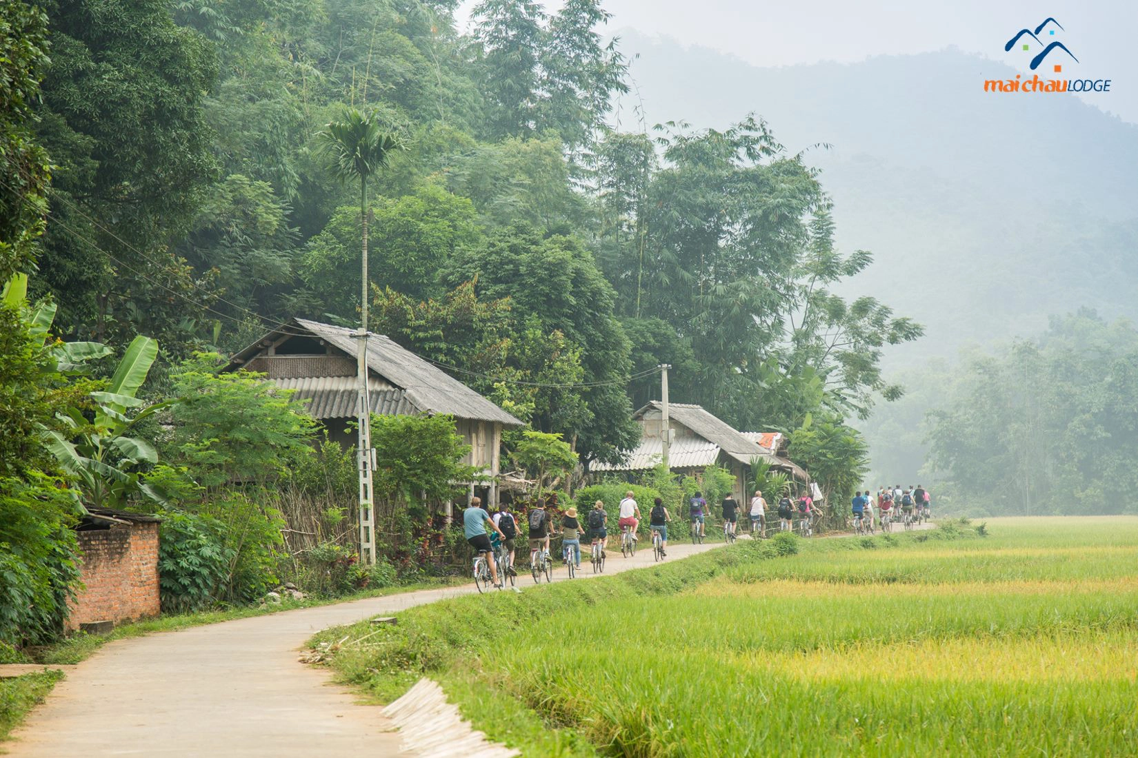 Đạp xe qua những cánh đồng lúa Đạp xe qua những cánh đồng lúa