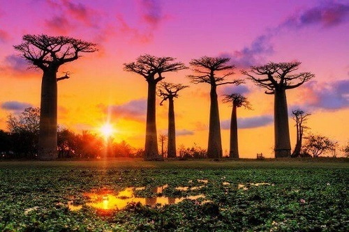 Cây Baobab được coi là biểu tượng quốc gia. Ảnh: Travel Triangle.