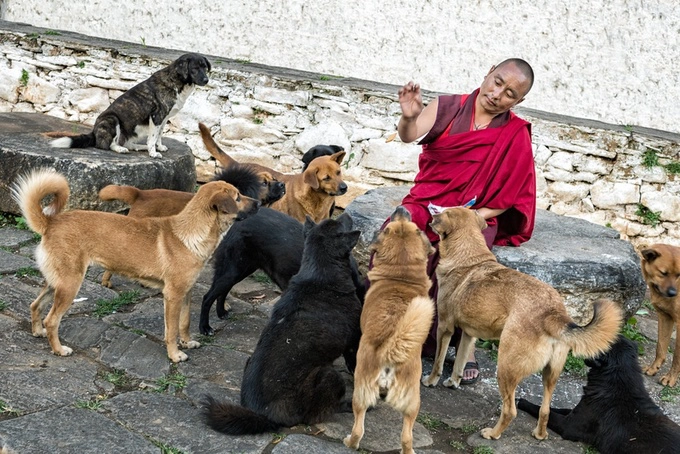 Sát sinh là phạm pháp  Tuân theo giáo lý Phật giáo, Bhutan không sát sinh và giết hại bất kể loài động vật nào. Vì vậy hầu hết Phật tử ở quốc gia này đều ăn chay. Tuy nhiên, người Bhutan vẫn ăn thịt. Thịt, cá đều được nhập khẩu từ Ấn Độ, để đảm bảo không con vật nào bị giết trên mảnh đất Phật giáo này. Đây cũng là quốc gia duy nhất nơi động vật có thể đi lại tự do mà không bị xâm hại. Ảnh: Hive Miner.