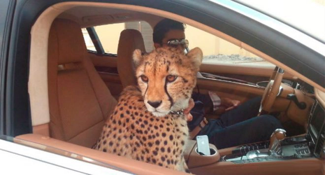 Tại Dubai, người dân nuôi thú cưng là hổ, báo... bên cạnh chó, mèo như ở các quốc gia khác trên thế giới. Đôi khi, người dân nước này cũng bọc vàng cho toàn bộ siêu xe của mình. Ảnh: Green Prophet. Tại Dubai, người dân nuôi thú cưng là hổ, báo... bên cạnh chó, mèo như ở các quốc gia khác trên thế giới. Đôi khi, người dân nước này cũng bọc vàng cho toàn bộ siêu xe của mình. Ảnh: Green Prophet.
