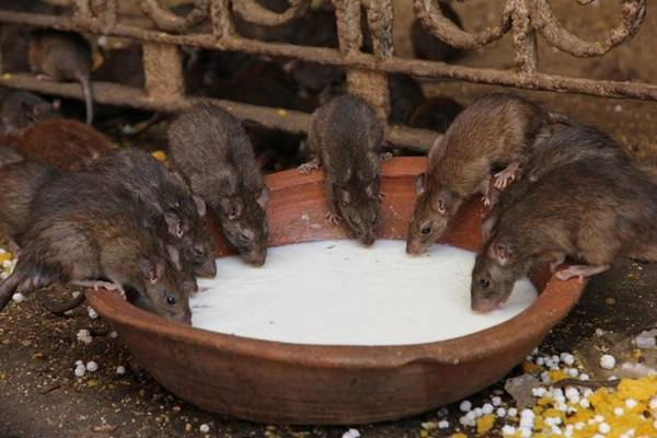 Đền chuột - Karni Mata, Rajasthan Đền chuột - Karni Mata, Rajasthan