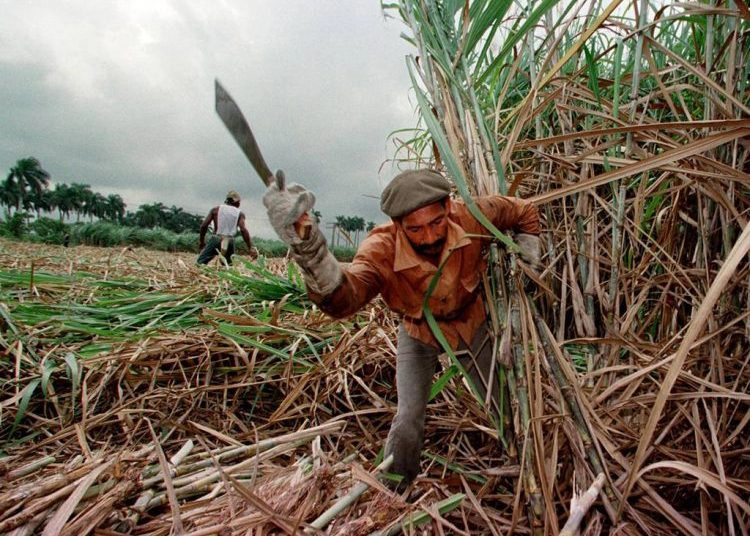 Ngành mía đường từng rất phát triển ở Cuba. Ảnh: OnCuba News