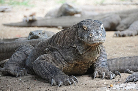 Indonesia là nơi sinh sống của rồng Komodo. Đây là loài vật đáng sợ, nặng 70 kg, có thể dài tới 3m. Các vết cắn của chúng đều có độc. Ảnh: Telegraph. Indonesia là nơi sinh sống của rồng Komodo. Đây là loài vật đáng sợ, nặng 70 kg, có thể dài tới 3m. Các vết cắn của chúng đều có độc. Ảnh: Telegraph.