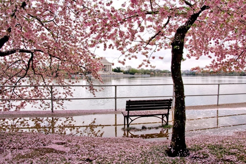 Bờ hồ Tidal Basin, thủ đô Washington D.C., Mỹ. Mùa hoa anh đào bắt đầu từ cuối tháng 3 tới khoảng đầu tháng 4 hàng năm, phụ thuộc thời tiết. Ảnh: Your Shot National Geographic.