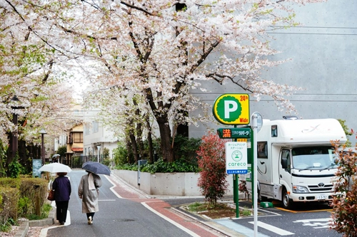 Hai người dạo bước trong mưa xuân trên con đường rợp sắc hoa tại Tokyo, Nhật. Ảnh: Your Shot National Geographic.