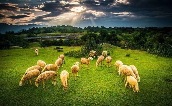 <strong>Đồi cát Nam Cương</strong> thuộc địa bàn của ấp Tuấn Tú, xã An Hải, huyện Ninh Phước, tỉnh Ninh Thuận, cách TP Phan Rang khoảng 8 km. Ảnh: BiaSG. <strong>Đồi cát Nam Cương</strong> thuộc địa bàn của ấp Tuấn Tú, xã An Hải, huyện Ninh Phước, tỉnh Ninh Thuận, cách TP Phan Rang khoảng 8 km. Ảnh: BiaSG.