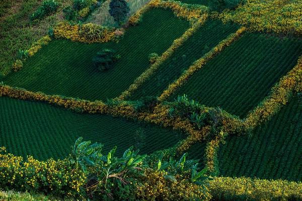 Biển Hồ chè là tên gọi mà người dân Pleiku đặt tên cho nơi đây, đó là sự kết hợp giữa hồ nước thủy lợi và nương chè bạt ngàn. Ảnh: Đoàn Minh Tuấn