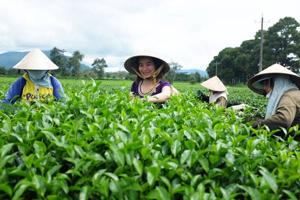 Cảnh lao động trên vườn trà cũng làm mê hoặc lòng người. Ảnh: H.N