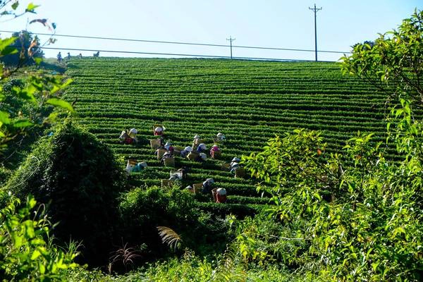 Trong tiết trời mát lành, trong không gian khoáng đạt nhẹ nhàng, đồi chè Bảo Lộc thật giản dị, nhưng đầy sức hút như một cô gái xuân thì xinh đẹp nhu mì mang nét duyên ngầm của phố núi, càng ngắm du khách sẽ càng thêm say bởi vẻ dịu ngọt mặn mà chỉ có riêng ở vùng đất này. Ảnh: Nguyễn Hải Vinh