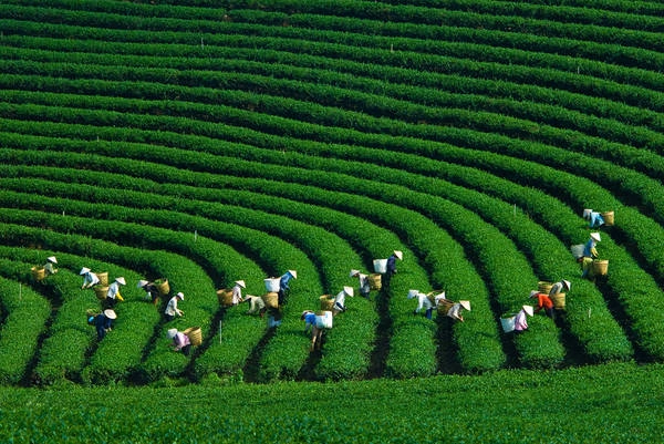 Nếu đi vào đúng thời điểm thu hoạch chè thì bạn sẽ dễ dàng bắt gặp những hình ảnh như thế này. Ảnh: dulichmocchau