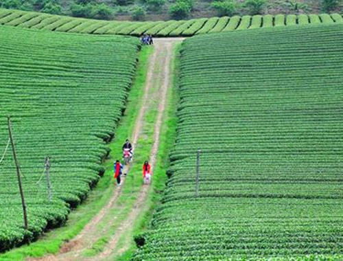 Những đồi chè xanh ngút ngát ở Mộc Châu. 