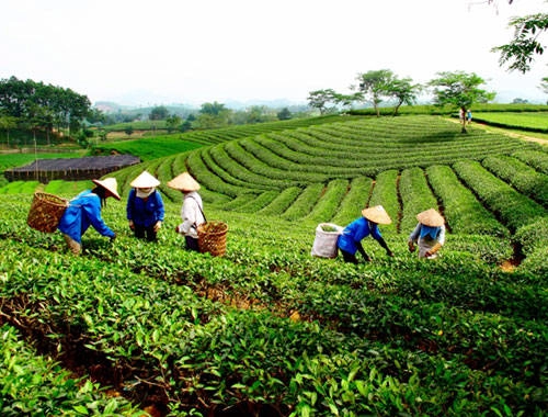 Những công nhân tay thoăn thoắt hái chè.