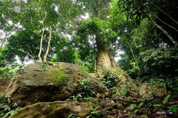 Đi sâu vào phía thượng nguồn suối, bạn sẽ được chiêm ngưỡng cây sồi cổ thụ hơn 400 tuổi. Thân cây khá nhiều côn trùng như bọ nẹt, rết và cả những con vắt bé như sâu đo. Đi sâu vào phía thượng nguồn suối, bạn sẽ được chiêm ngưỡng cây sồi cổ thụ hơn 400 tuổi. Thân cây khá nhiều côn trùng như bọ nẹt, rết và cả những con vắt bé như sâu đo.