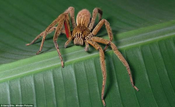 Nam Mỹ - nhện lang thang Brazil, rết Scolopendra, ếch phi tiêu độc, cá nóc: Nhện lang thang Brazil không phải loài nhện độc nhất, nhưng vô cùng hung dữ. Chúng là một trong số ít loài sẵn sàng tấn công con người, với nọc chứa chất độc thần kinh gây đau đớn và có thể gây chết người. Tác dụng phụ của loại nọc độc này là gây cương cứng nhiều giờ ở nam giới. Khi bị chúng cắn, tốt nhất bạn nên tới bệnh viện gần nhất để được điều trị. Ảnh: Daily Mail.
