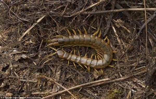 Những con rết Scolopendra khổng lồ với càng sắc nhọn có thể dài tới 30 cm. Nọc độc của chúng tuy không chết người nhưng gây đau đớn, sưng tấy. Ảnh: Daily Mail.