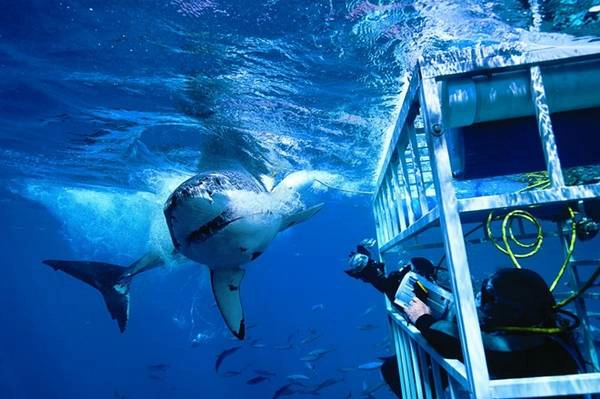 Số người thiệt mạng vì cá mập tấn công rất ít, nhưng du khách được khuyên nên chú ý tới các khuyến cáo khi tới vùng biển cá mập hay xuất hiện. Nếu chẳng may đụng độ sát thủ đại dương, hãy dùng bất cứ thứ gì bạn có trong tay (máy quay, máy ảnh, mái chèo...) đập vào đầu và vây chúng, hoặc cố đấm vào mũi chúng như một số người đã sống sót. Khi thấy cá mập, lập tức lên khỏi nước một cách bình tĩnh, đừng hoảng loạn làm nước bắn tung tóe, như thế sẽ thu hút sự chú ý của chúng hơn. Ảnh: Sportdiver.