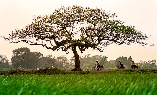 Đây là lần thứ 2 tác giả triển lãm cá nhân với cùng một chủ đề. Xuân Chính kể các bức ảnh được sáng tác trong nhiều bối cảnh khác nhau, lột tả được vẻ đẹp về Hà Nội mà không ai ngờ tới. Có khi là những khoảnh khắc giao mùa được thể hiện qua những cánh hoa mảnh mai khẽ rung rinh trong chiều gió. Đây là lần thứ 2 tác giả triển lãm cá nhân với cùng một chủ đề. Xuân Chính kể các bức ảnh được sáng tác trong nhiều bối cảnh khác nhau, lột tả được vẻ đẹp về Hà Nội mà không ai ngờ tới. Có khi là những khoảnh khắc giao mùa được thể hiện qua những cánh hoa mảnh mai khẽ rung rinh trong chiều gió.