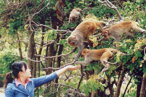 Đảo Khỉ sẽ đem tới cho bạn một cảm giác rất đặc biệt, vừa sợ hãi vừa thú vị. Đảo Khỉ sẽ đem tới cho bạn một cảm giác rất đặc biệt, vừa sợ hãi vừa thú vị.