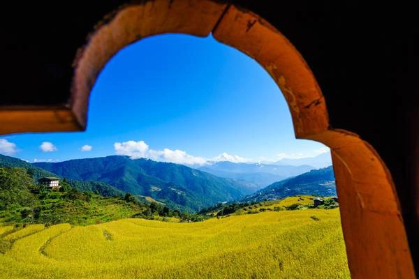 Thung lũng Punakha vào mùa lúa chín. Ảnh: Nguyễn Thanh Tùng.