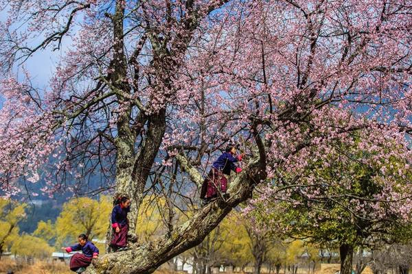 Các học sinh ở Bumthang - miền Trung Bhutan chơi đùa bên gốc đào gần hoàng cung. Ảnh: Hải Piano.