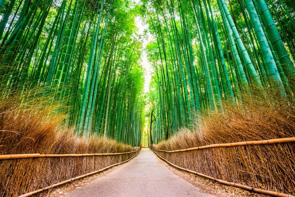 Rừng tre Arashiyama (Nhật Bản) có từ rất lâu và sớm trở thành điểm đến của nhiều người dân Nhật Bản xưa. Trên khoảng diện tích rộng lớn, hàng triệu thân tre vươn lên thẳng tắp, xanh tốt, tạo khung cảnh rợp mắt. Khu rừng xanh mát và yên tĩnh như một thế giới tách biệt hoàn toàn với cuộc sống nhộn nhịp bên ngoài.