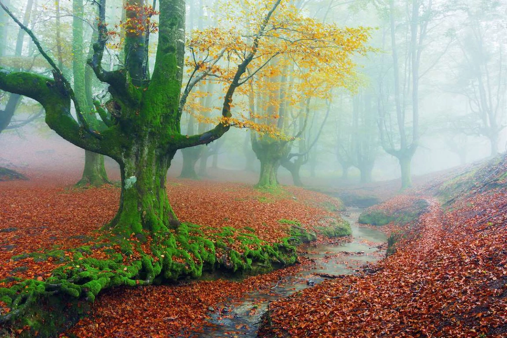 Rừng Otzarreta (Tây Ban Nha) thuộc công viên tự nhiên Gorbea. Những cây cổ thụ cùng không gian sương khói mờ ảo khiến khu rừng trở nên huyền bí hơn. Thảm thực vật ở đây cũng gây chú ý với nhiều loài cây có hình dáng lạ.