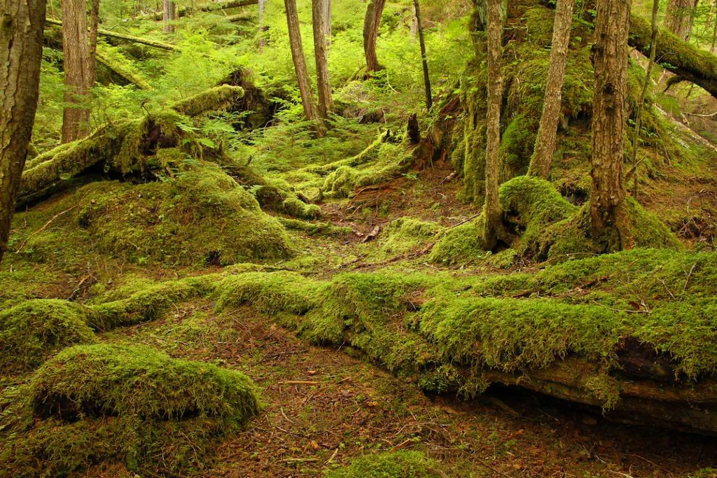 Rừng quốc gia Tongass (Mỹ) là khu rừng lớn nhất nước Mỹ và là nơi sinh sống của nhiều loài động thực vật quý hiếm, có nguy cơ tuyệt chủng. Đây cũng là rừng mưa ôn đới ven biển lớn nhất thế giới còn nguyên vẹn đến ngày nay với nhiều loại cây có tuổi đời từ 800-1.000 năm.