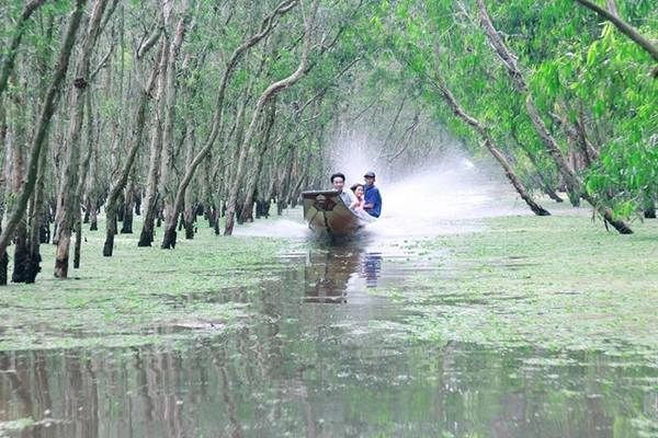 Vẻ đẹp xanh mướt của rừng tràm Trà Sư. Ảnh: Nam Phạm.