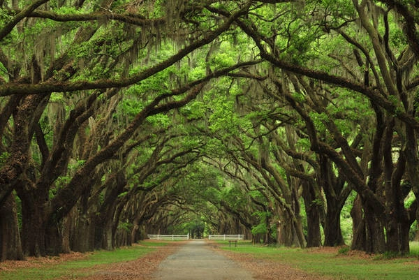 Thành phố xinh đẹp Savannah của tiểu bang Georgia (Mỹ) được gọi với biệt danh là “Thành phố Rừng”, bởi có nhiều cây sồi cổ thụ, cành lá đan xen tạo thành vòm cung trên các con đường ở đây. Ảnh: WordPress.