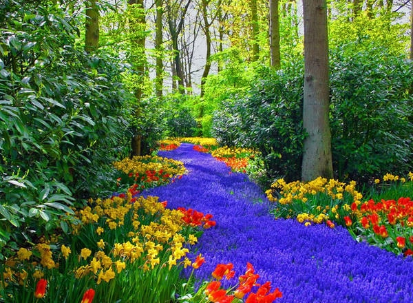 Vườn Keukenhof nằm ở thị trấn Lisse đẹp như tranh vẽ, chỉ cách Amsterdam (Hà Lan) một giờ đi tàu, được biết đến như một trong những khu vườn đẹp nhất thế giới, với hơn 7 triệu cây hoa cùng nhau khoe sắc. Ảnh: Nyobain