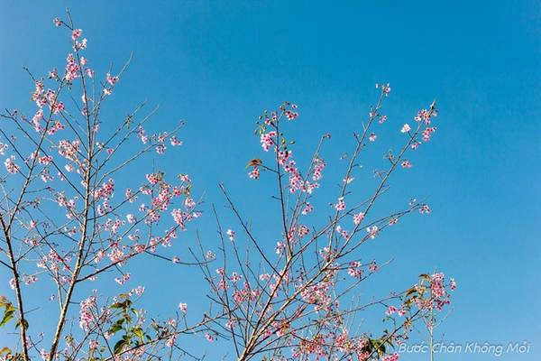 Khi đất trời chuyển mùa vào khoảng giữa tháng 1 cũng là lúc Mai Anh Đào nở hoa báo hiệu xuân về. Đây được xem là loài hoa riêng của Đà Lạt. 
