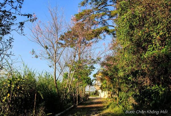 Tết Âm lịch là thời điểm hoa nở rộ và đẹp hơn. Thành phố Đà Lạt trở nên rực rỡ hơn bởi những bông hoa thắm hồng này. Tết Âm lịch là thời điểm hoa nở rộ và đẹp hơn. Thành phố Đà Lạt trở nên rực rỡ hơn bởi những bông hoa thắm hồng này.