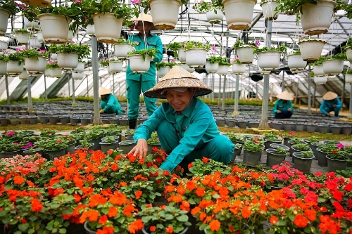 Từ chỗ chỉ có 10 giống hoa tự nhiên, đến nay Bà Nà Hills đã có hàng trăm loài hoa khoe sắc. Hàng ngày, trong vườn ươm rộng đến cả hecta, đội ngũ kỹ sư, công nhân cây cảnh vẫn bền bỉ ươm trồng các giống mới. Không chỉ là một Bà Nà bốn mùa hoa, trong tương lai, nơi đây hứa hẹn sẽ thành điểm đến cho các Festival hoa chuyên nghiệp, đẳng cấp, mang tầm quốc tế.