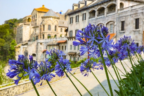 Thời tiết ôn hòa cũng tạo điều kiện cho các giống hoa khác như Arapang (thanh anh) sinh trưởng. Trong tương lai đây sẽ là một trong 10 loài hoa biểu tượng của Bà Nà với những bông nở to, đẹp và có tuổi thọ dài hơn khi được trồng trên Đà Lạt. Đặc biệt, thanh anh Bà Nà bung nở rực rỡ ở cả ba mùa xuân, hè và thu. Các kỹ sư nông nghiệp tại đây đã phải trải qua rất nhiều lần nghiên cứu, thử nghiệm thất bại… mới có thể đưa được giống hoa mong manh, kén đất và kỹ tính này lên đỉnh Bà Nà.